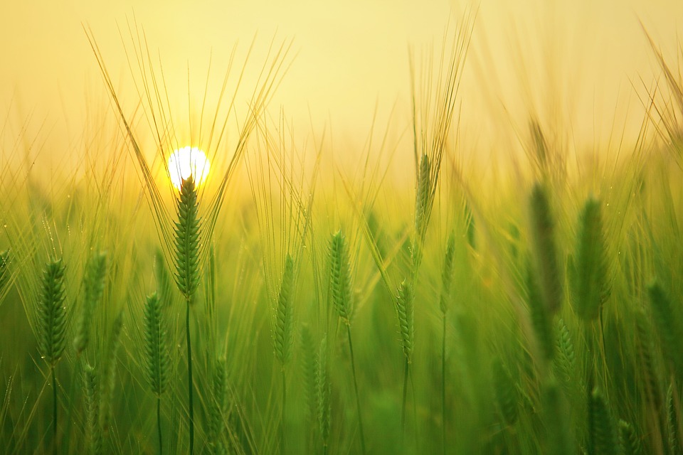 Landwirtschaft und ihre wirtschaftliche Bedeutung