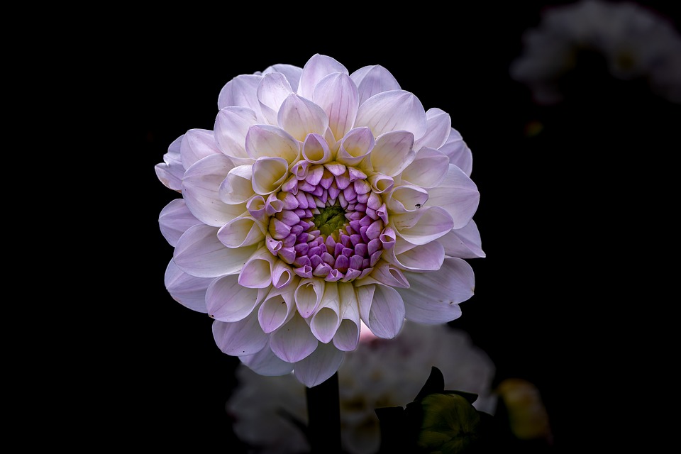 Finanzexperte erklärt: Blumenladen seit Jahren leer – Lösung in Sicht?