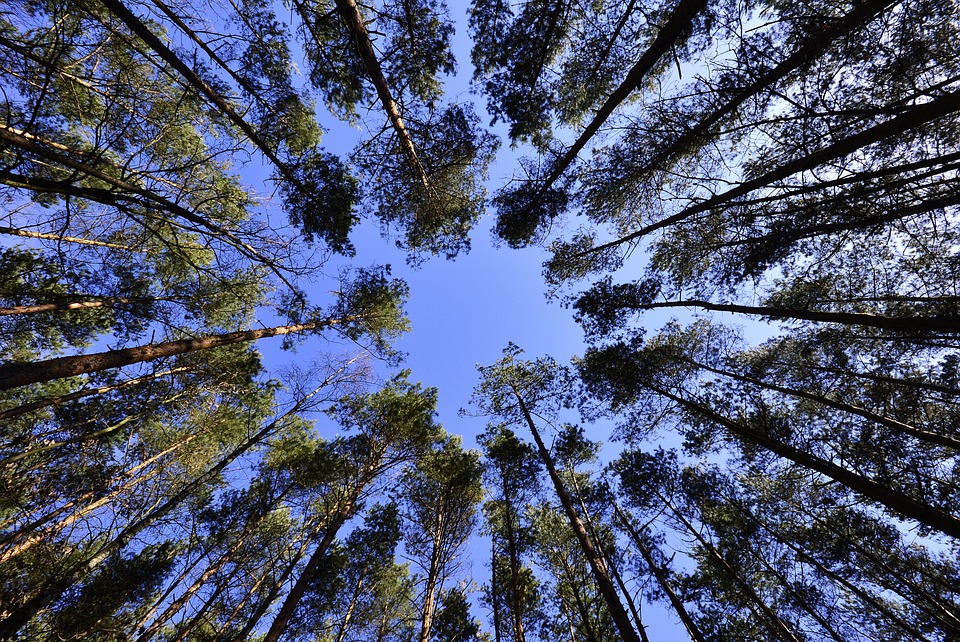 Canopy Growth: Reverse-Split und Hoffnungsschimmer für Aktionäre – Finanzexperte warnt vor Spekulation.
