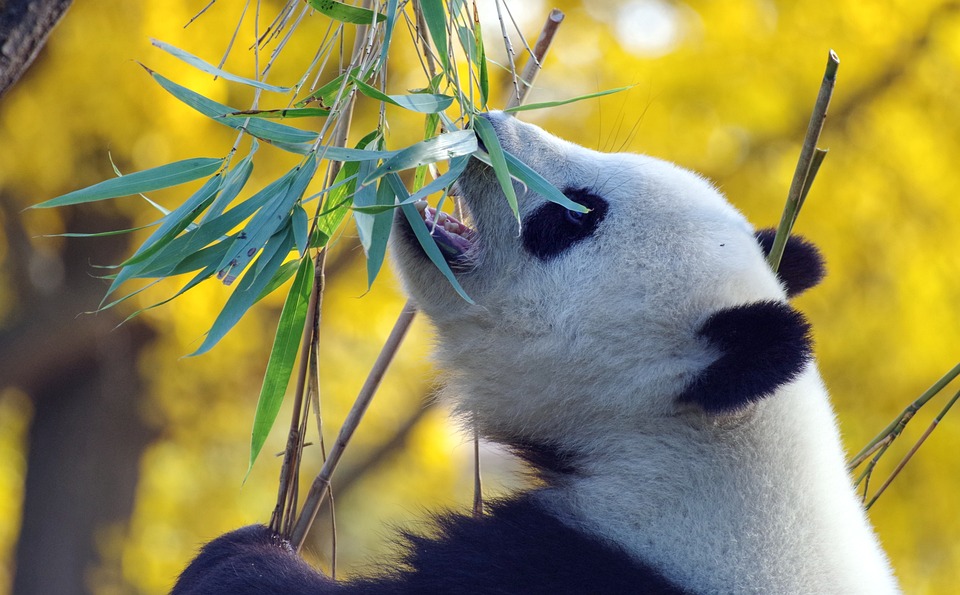 Chinas Wirtschaft: Deflation im November – Auswirkungen auf die Volkswirtschaft und Verbraucherpreise