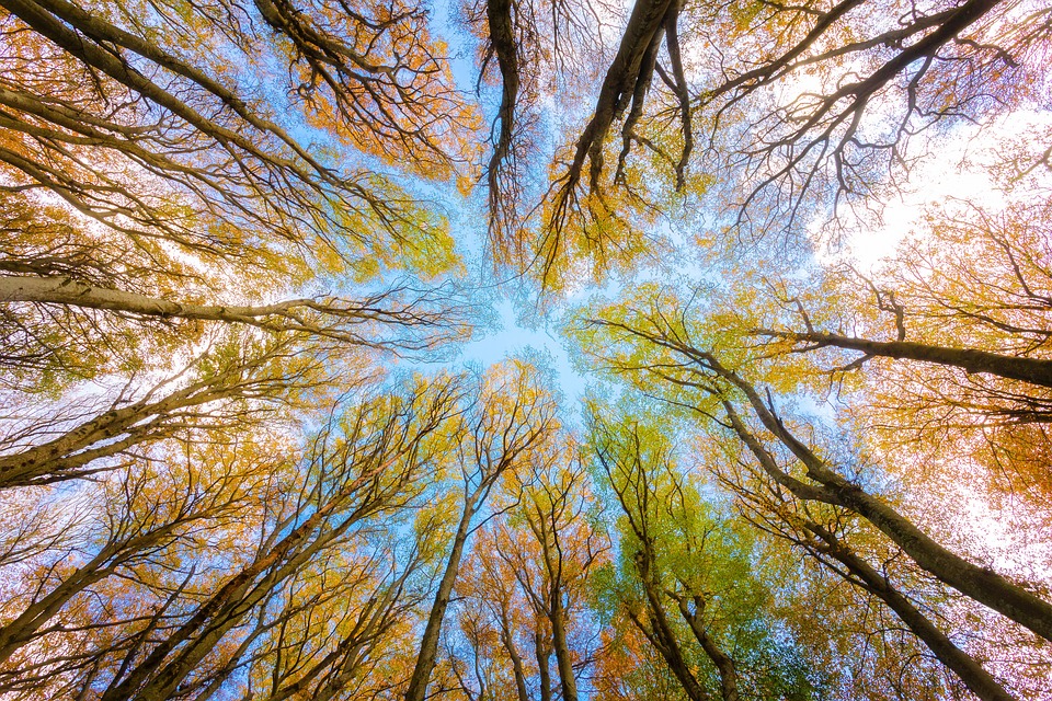 Canopy Growth Aktie: Verluste im NASDAQ-Handel – Finanzexperten warnen vor weiterem Sinkflug
