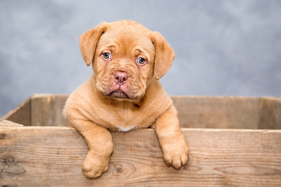 Die Dogs of the Dow Strategie: So schlagen Sparer den Markt mit Dividendenrendite