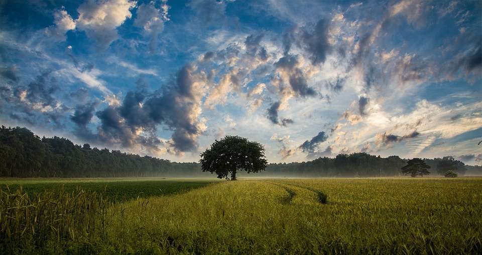 EU-Pauschalierungssatz in der Landwirtschaft: Welcher gilt und was Landwirte beachten müssen. Neue Spielregeln und Optionen.