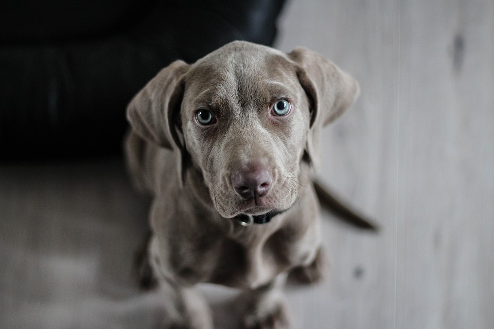 Die  Dogs of the Dow -Strategie: So schlagen Sparer den Markt mithilfe der Dividendenrendite