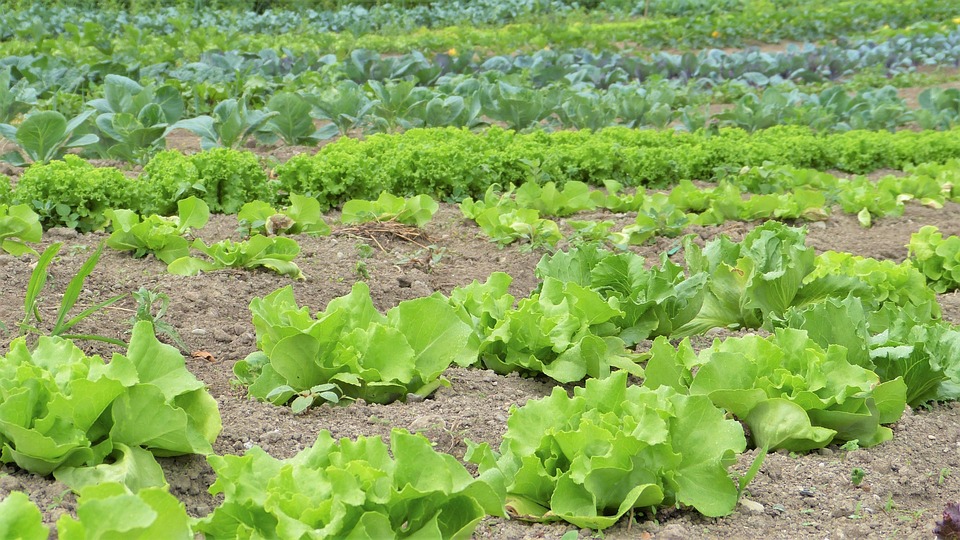 Effektive Klimaschutz-Finanzierung: Mit freiwilligen Beiträgen die Klimakrise bekämpfen und CO2-Emissionen kompensieren