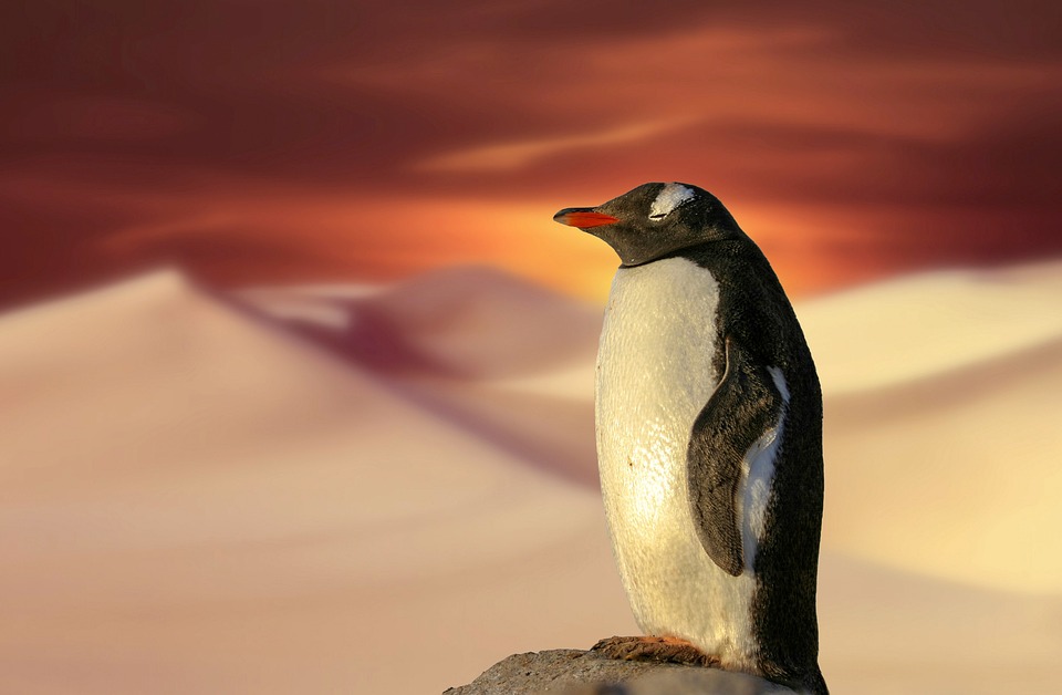 Klimawandel bedroht Artenvielfalt: Experten warnen vor dramatischen Folgen