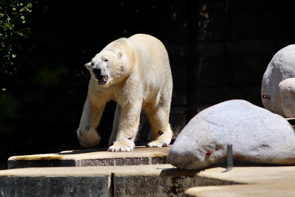 Klimawandel bedroht Arktische Tierwelt: Eisbären auf der Suche nach Nahrung eingebrochen