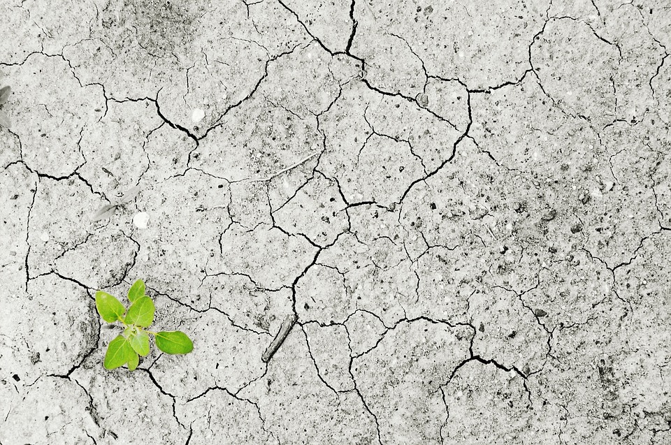 Klimawandel bedroht Artenvielfalt der Meere
