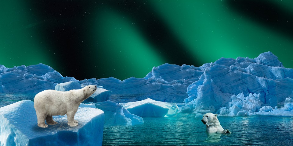 Klimawandel bedroht Eisbären: Neue Studie warnt vor Aussterben