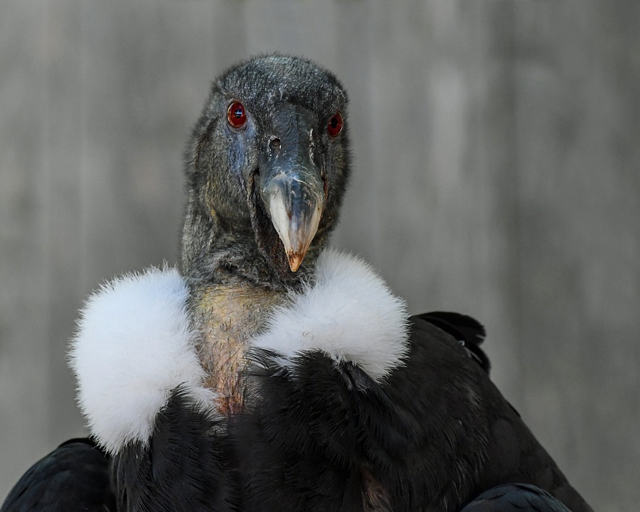 Testsieger in Berufsunfähigkeits-Versicherung: Condor und Metallrente ausgezeichnet