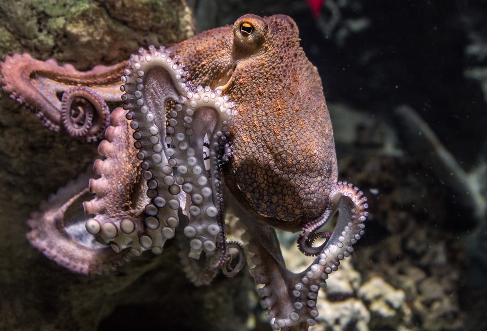 Kraken lanciert eigenes Wallet: Coinbase im Konkurrenzkampf in Bedrängnis